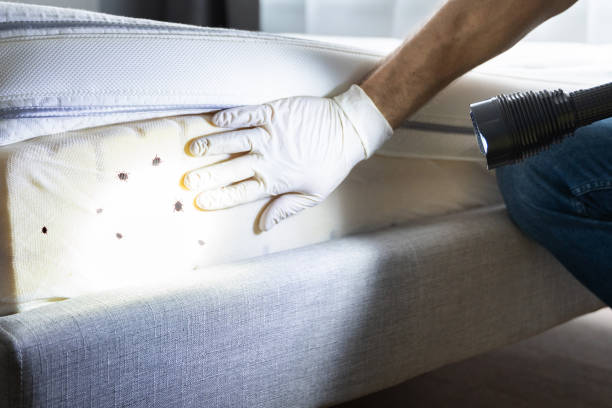 Best Mosquito Control Services  in Granbury, TX